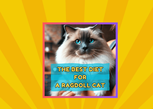 The Best Diet for a Ragdoll Cat: 9 Recommendations