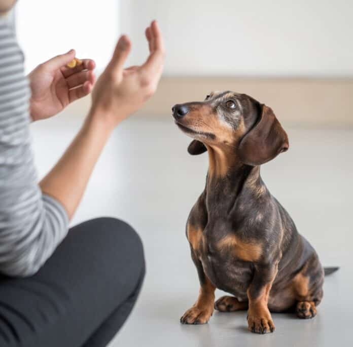 Dachshund visual data 7