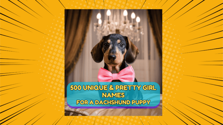 500 Unique,Cute and Pretty Girl Names for a Dachshund Puppy