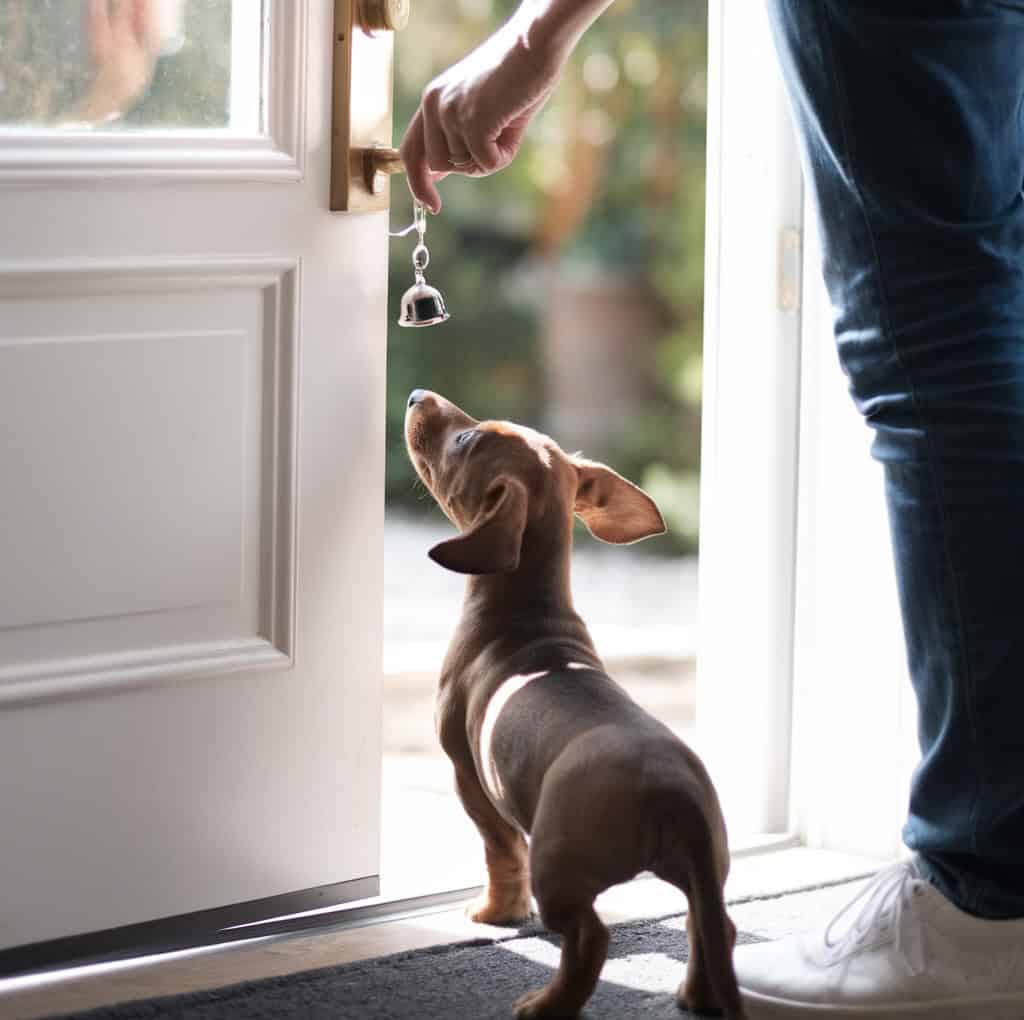 9 Easy Steps To Potty Train A Dachshund