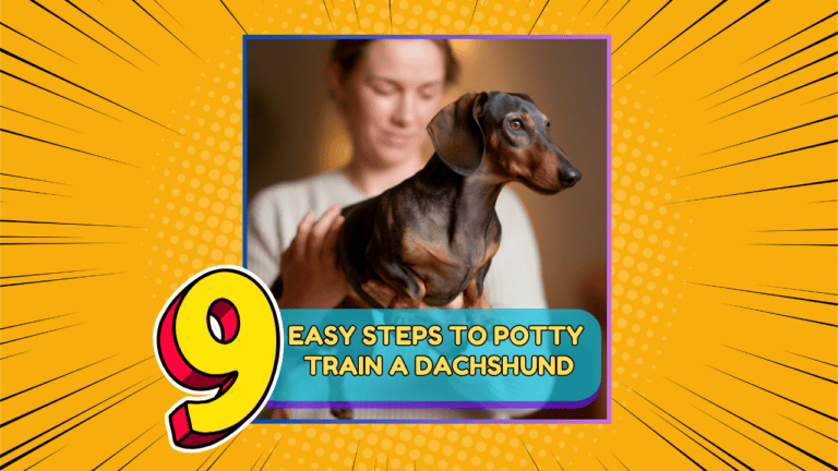 9 Easy Steps To Potty Train A Dachshund