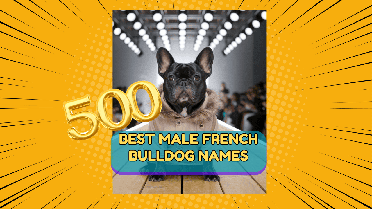 500 Unique And Best Names For Male French Bulldog Puppies