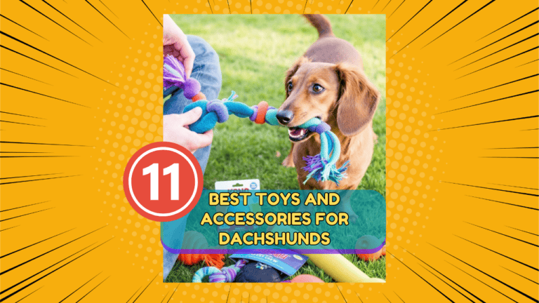 11 Best Toys and Accessories for Dachshunds