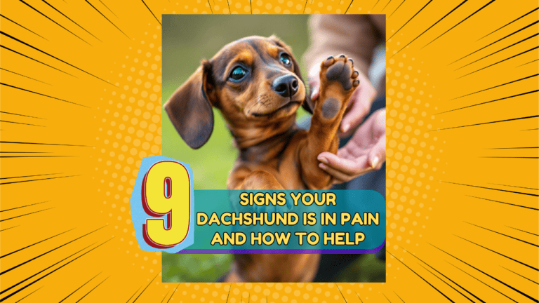 9 Signs Your Dachshund Is in Pain and How to Help